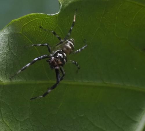 Phintella transversa